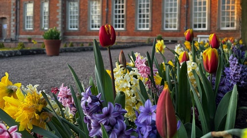 A border of hyacinths, tulips and daffodils in front of the Hall at Hanbury